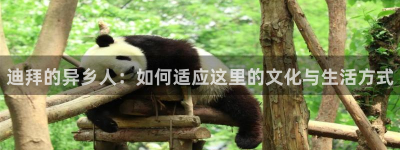 新宝5怎么代理