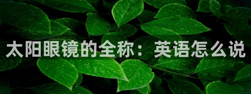 新宝5在哪里
